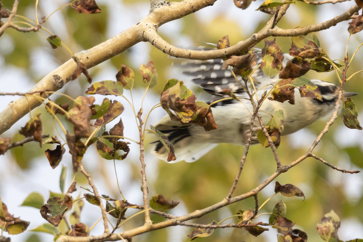 Downy x Hairy Woodpecker (hybrid) - ML641460277