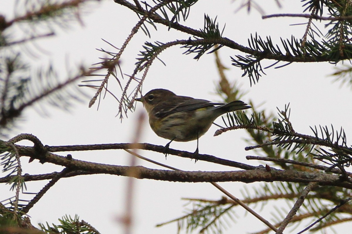 lesňáček žlutoskvrnný - ML641460279