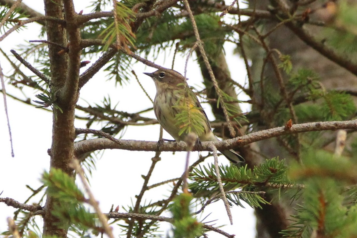 lesňáček žlutoskvrnný - ML641460280