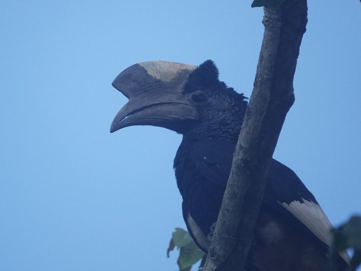 Grauwangen-Hornvogel - ML641460284
