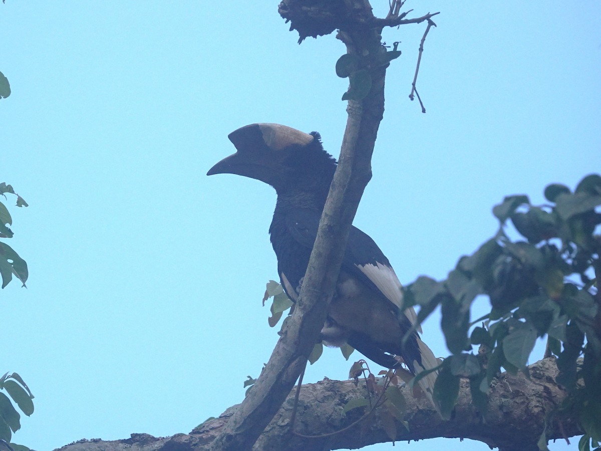Grauwangen-Hornvogel - ML641460285