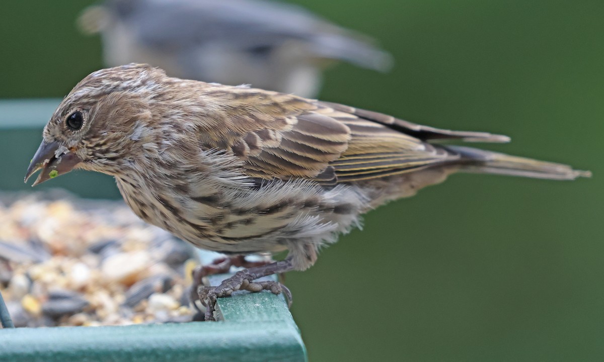 Cassin's Finch - ML641460292