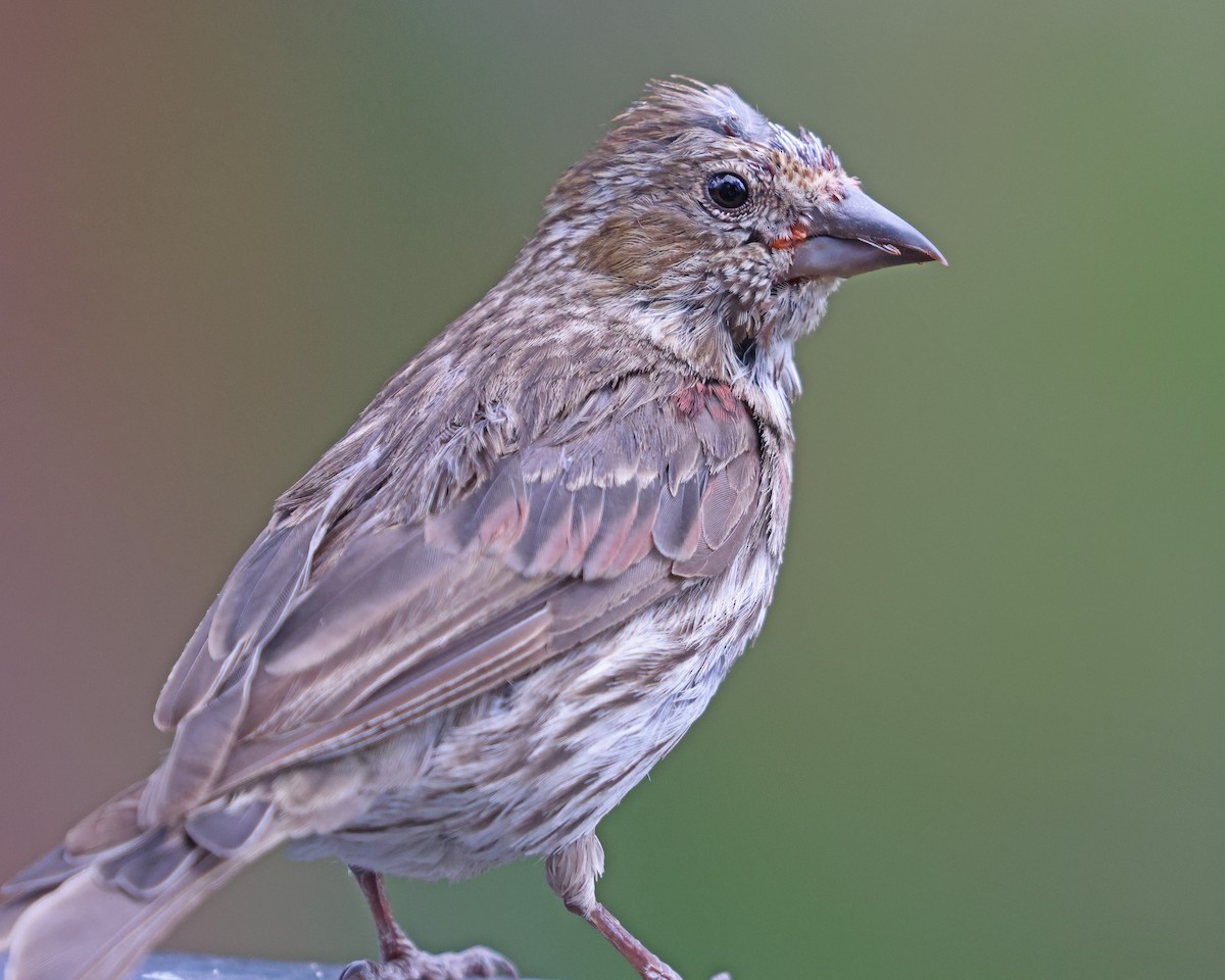 Cassin's Finch - ML641460294