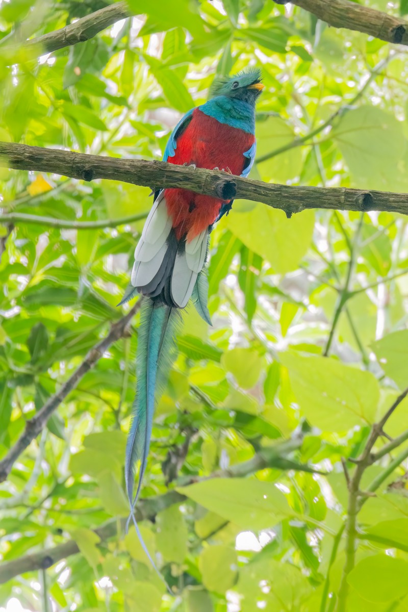 Quetzal resplendissant (mocinno) - ML641460305