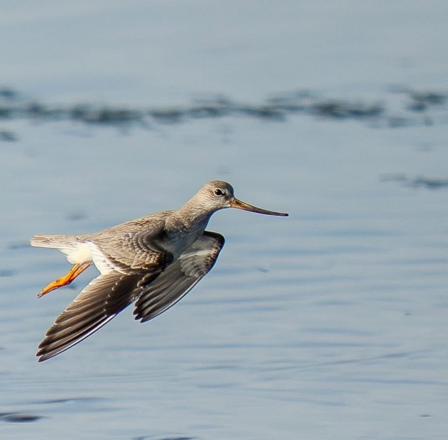 Terek Sandpiper - ML641460310