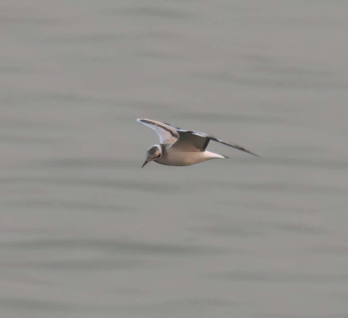 Bonaparte's Gull - ML641460325