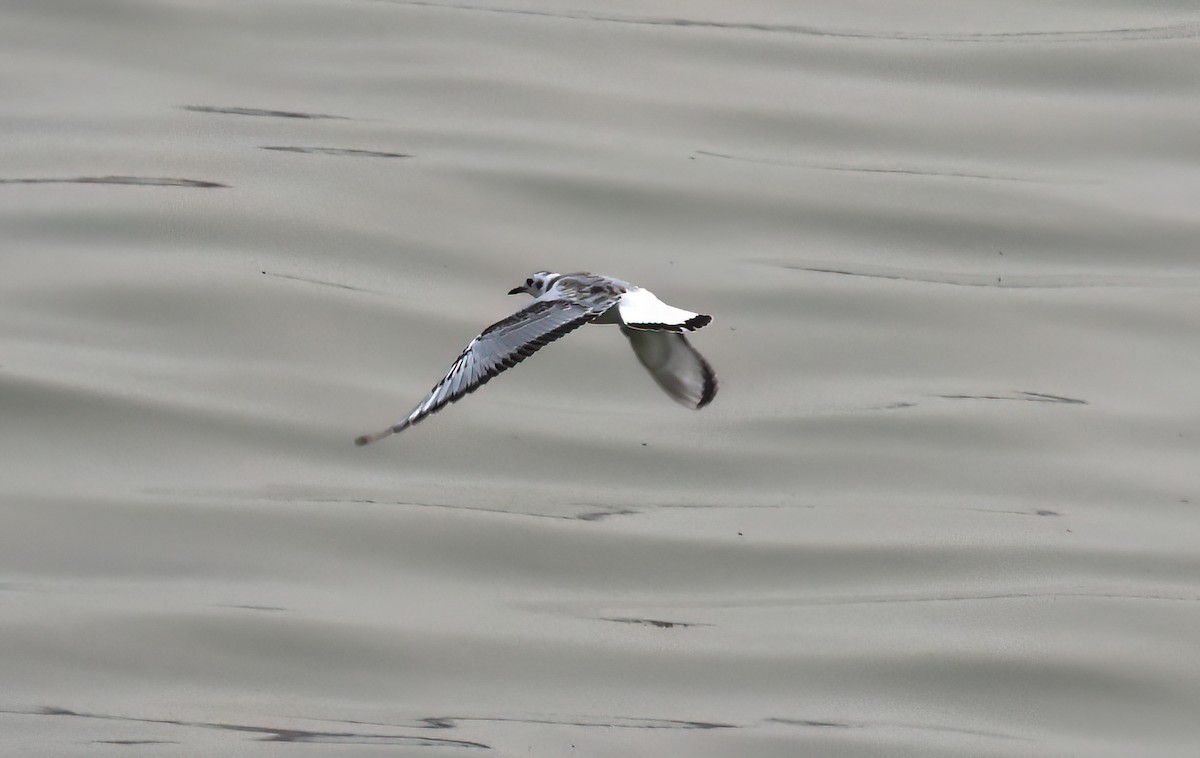 Bonaparte's Gull - ML641460326
