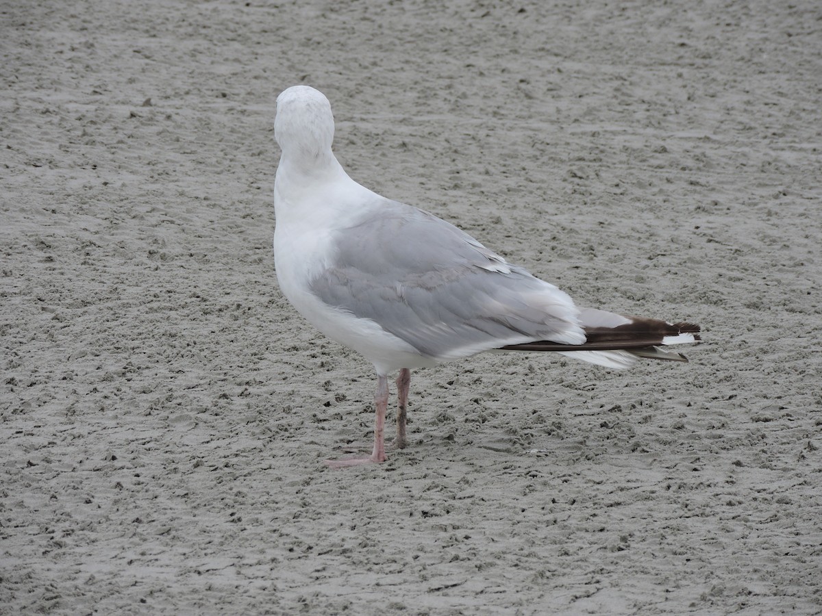 Kanadamöwe - ML641460350