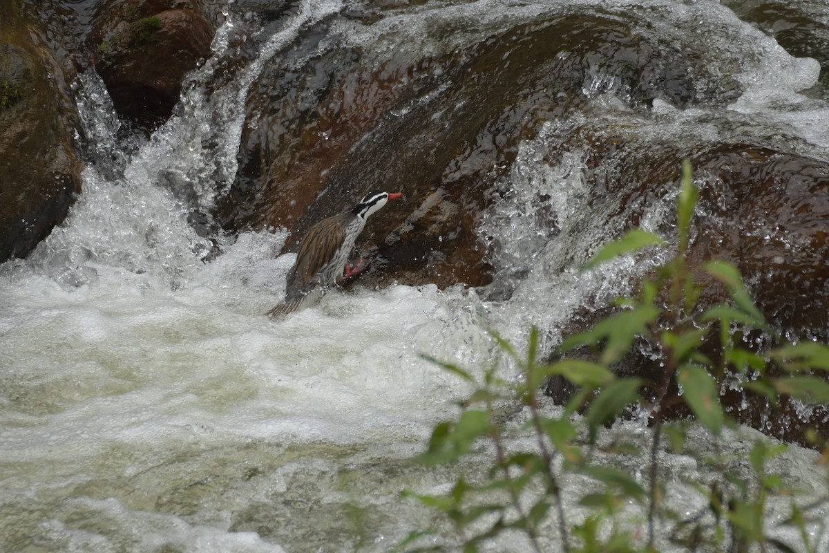 kachna bystřinná - ML641460363