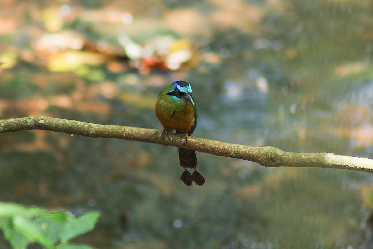 Amazonasmotmot - ML641460367