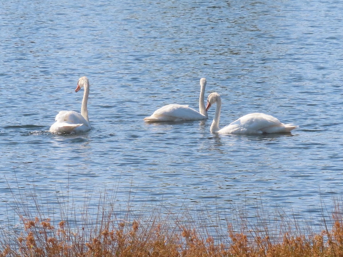 Höckerschwan - ML641460375