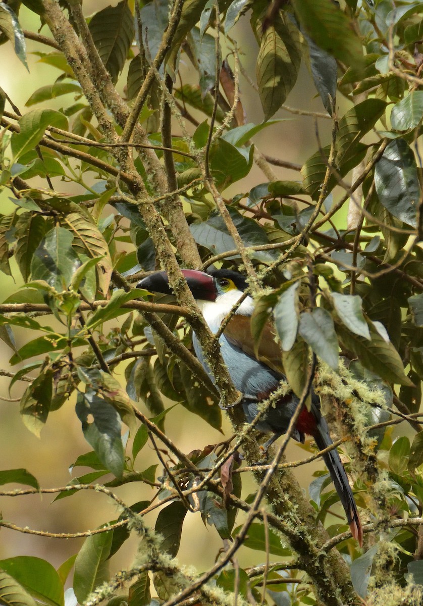 Black-billed Mountain-Toucan - ML641460381