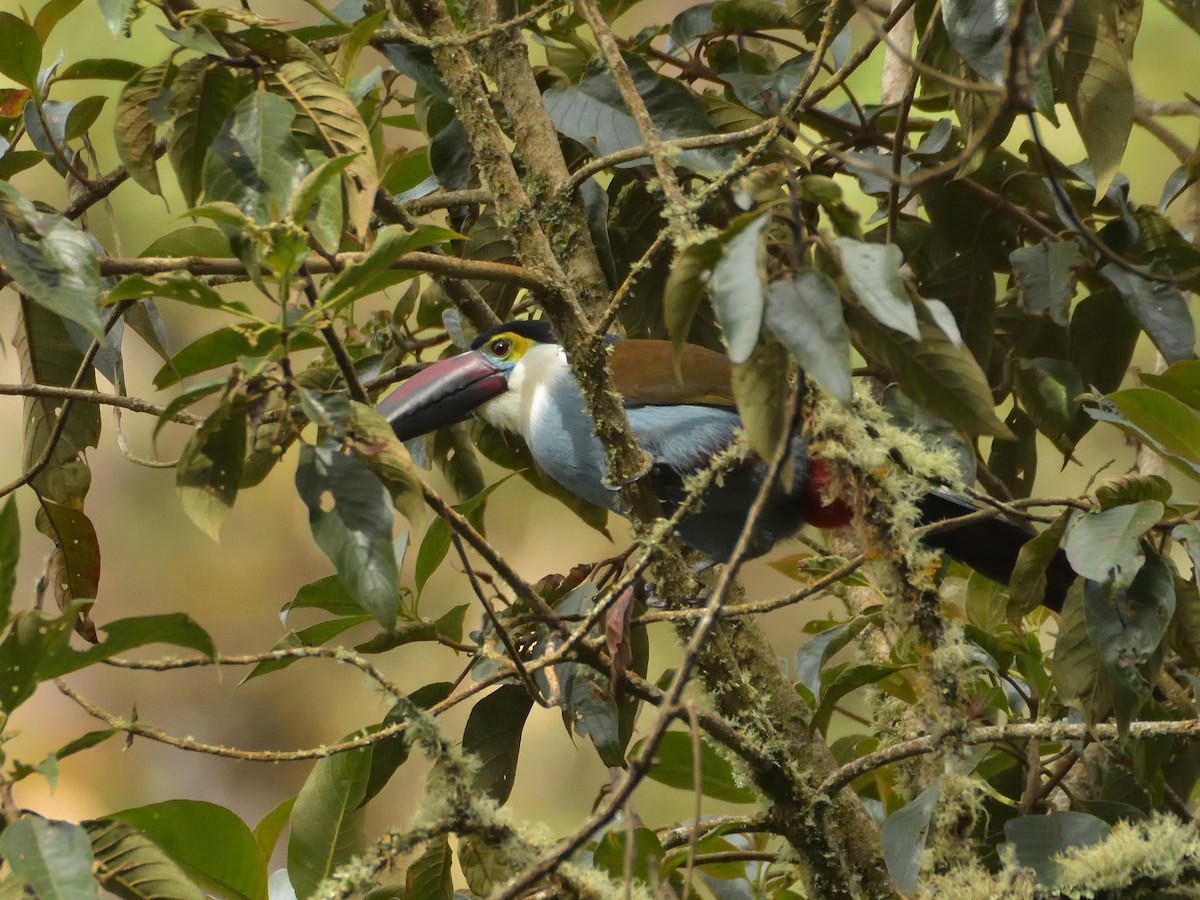 Black-billed Mountain-Toucan - ML641460382