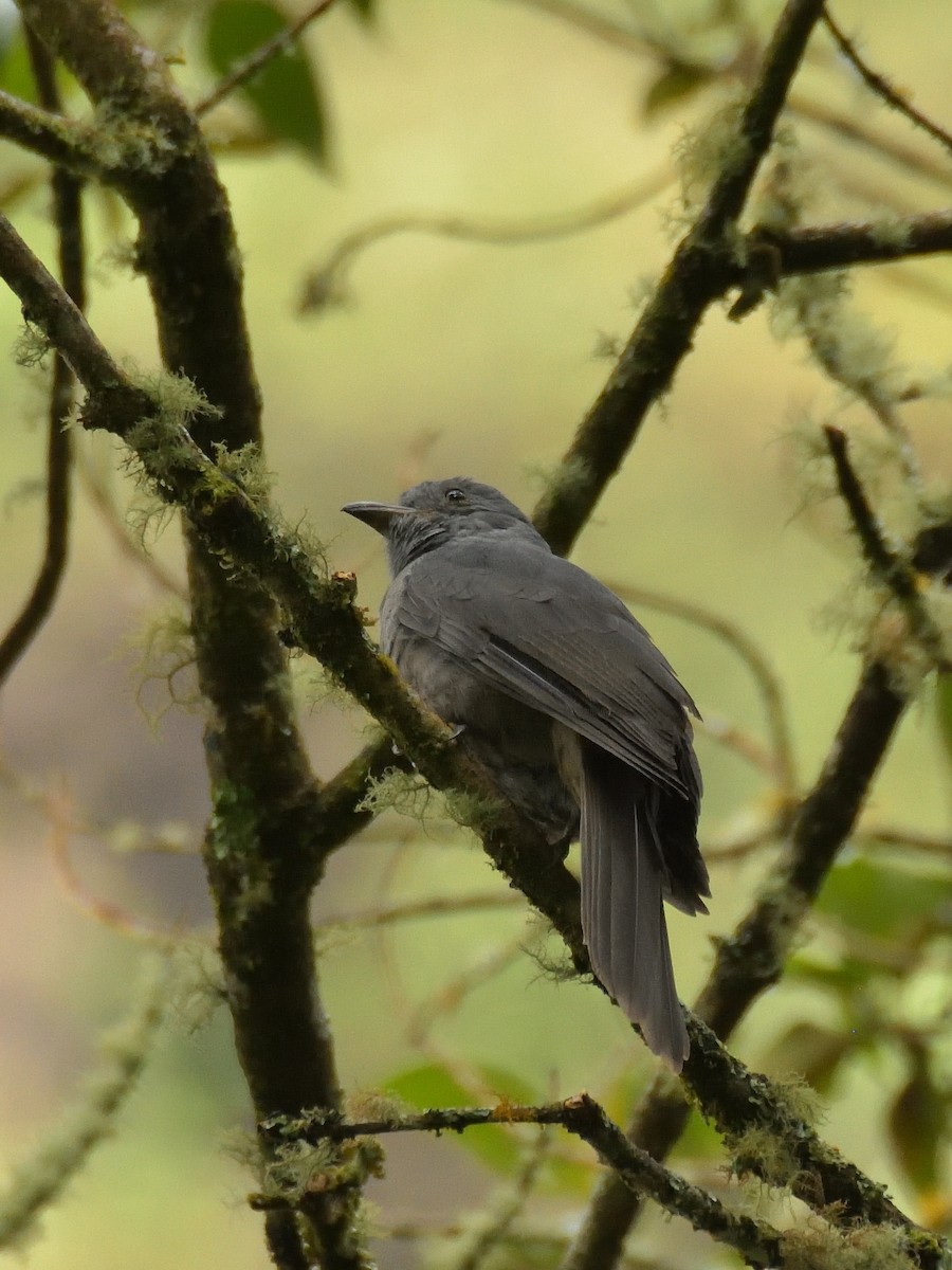 Dusky Piha - ML641460390