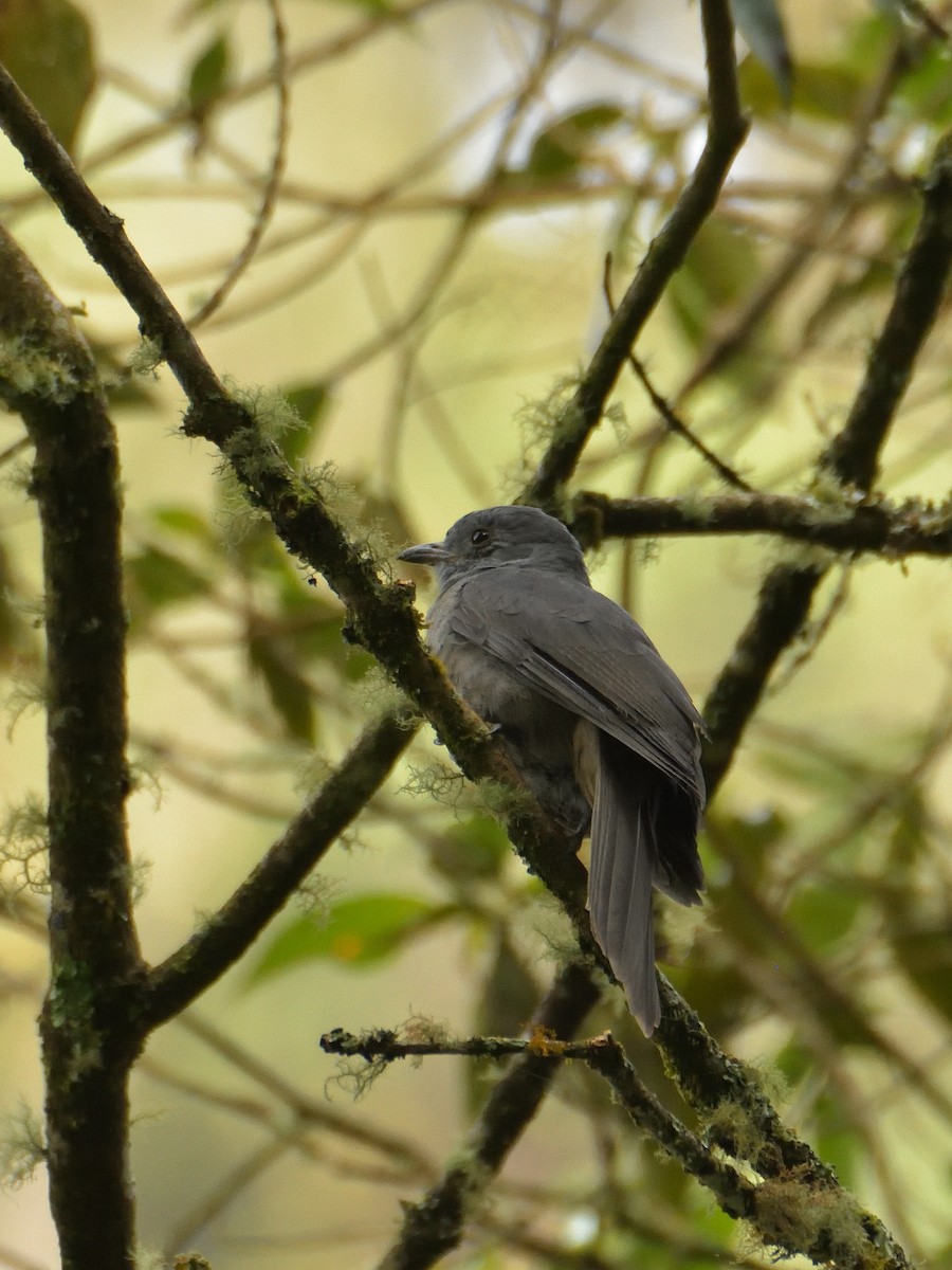 Dusky Piha - ML641460391