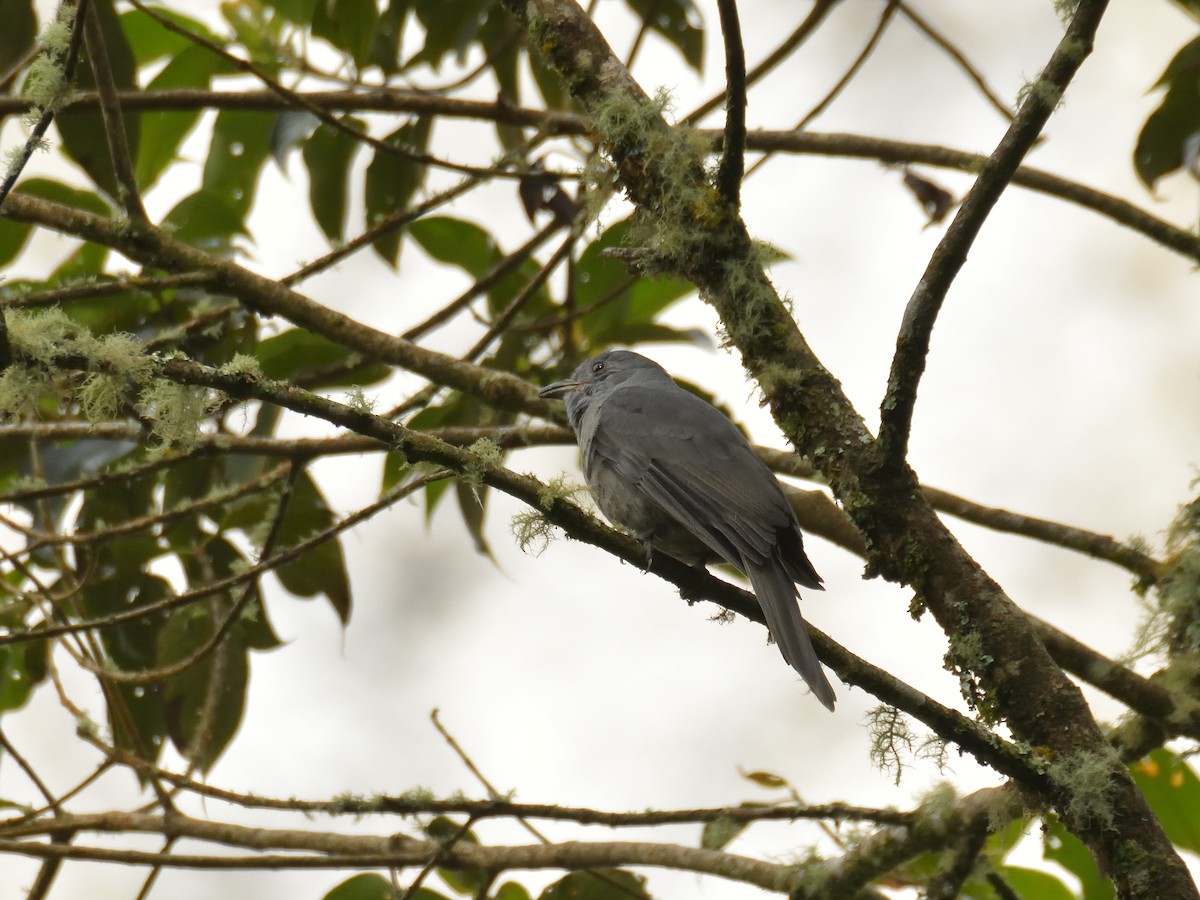 Dusky Piha - ML641460392