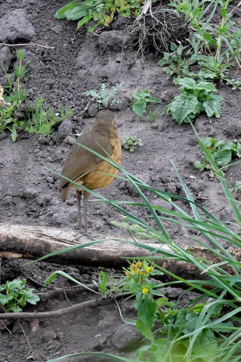 Tawny Antpitta - ML641460404