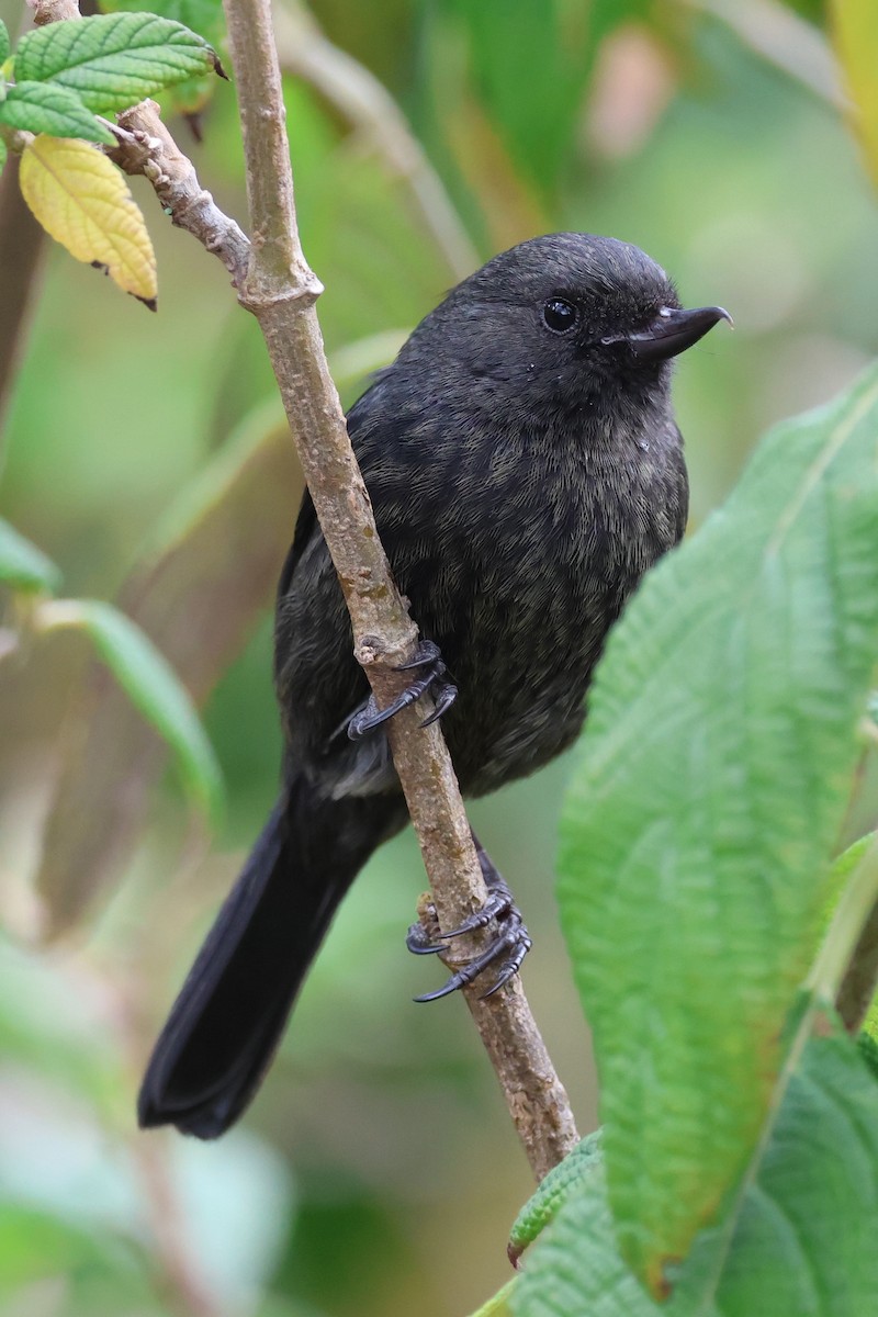 Black Flowerpiercer - ML641460412