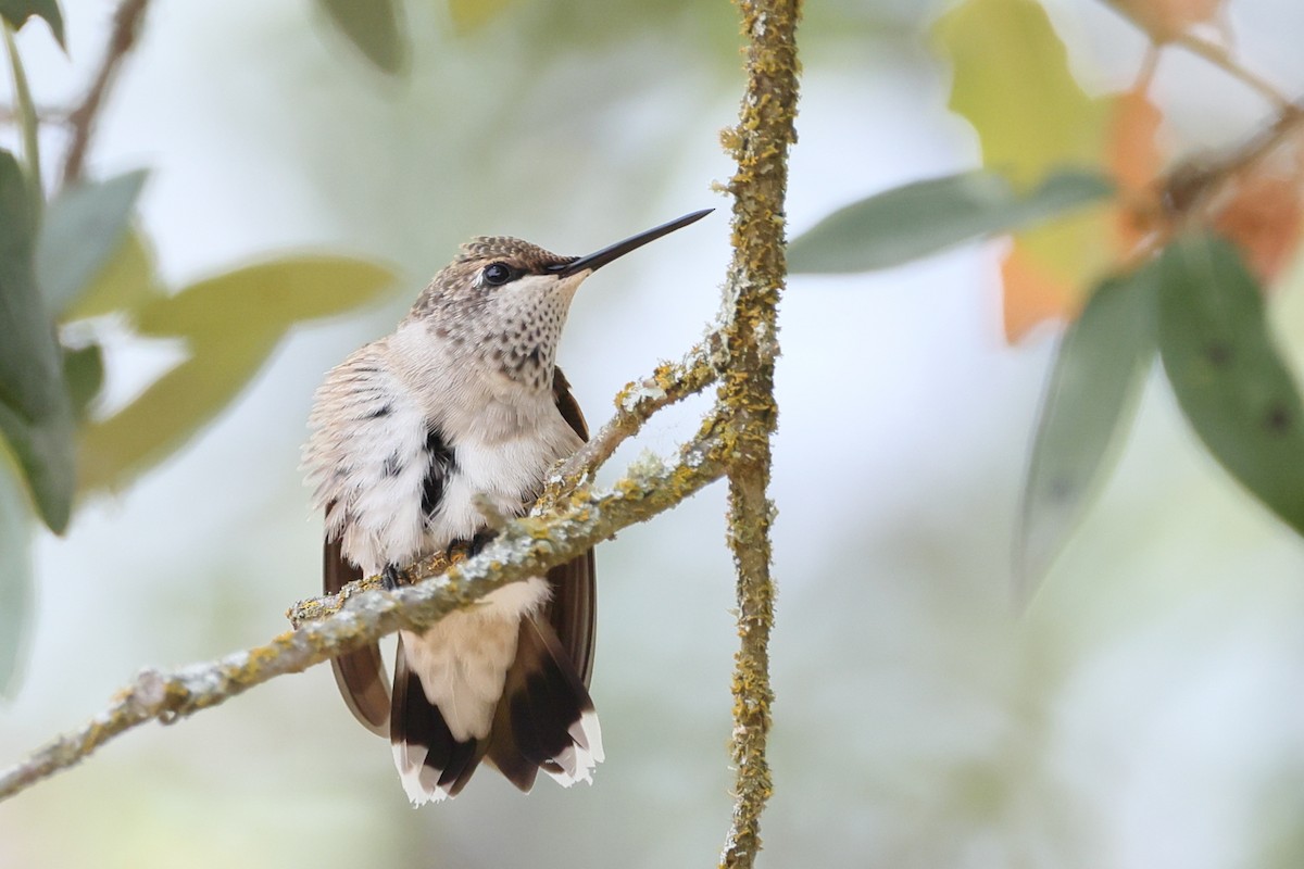 Black-chinned Hummingbird - ML641460419