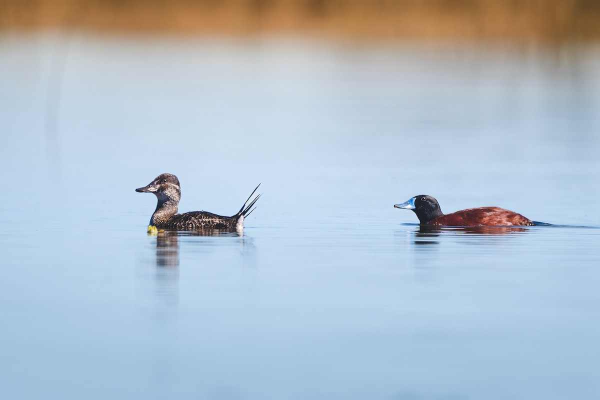 Lake Duck - ML641460426