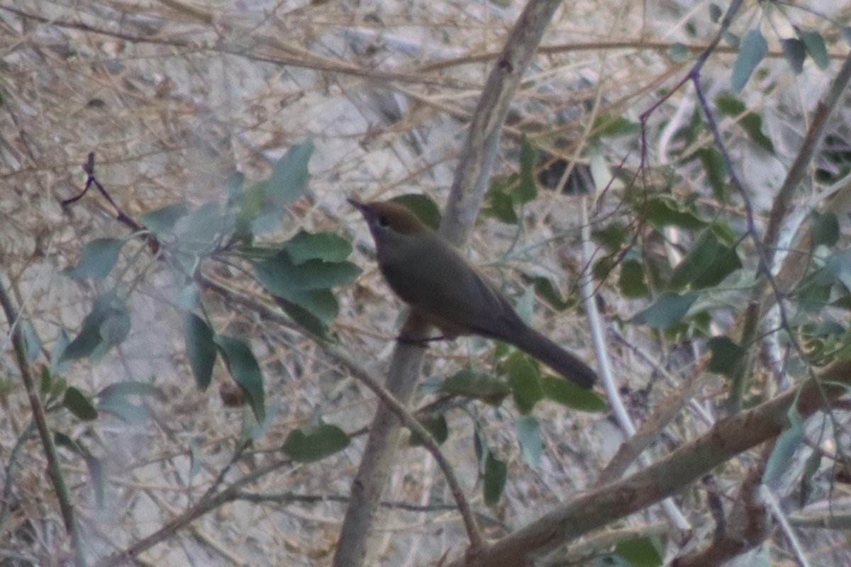 Eurasian Blackcap - ML641460474