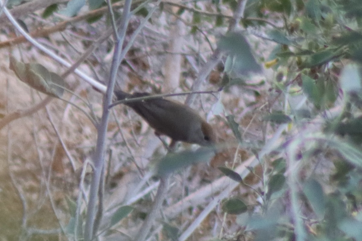Eurasian Blackcap - ML641460475