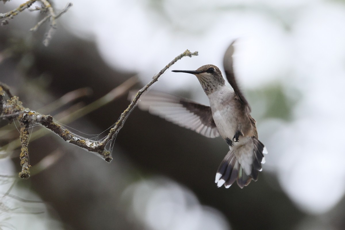 Black-chinned Hummingbird - ML641460480
