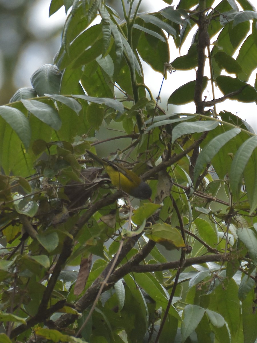 Gray-hooded Bush Tanager - ML641460485
