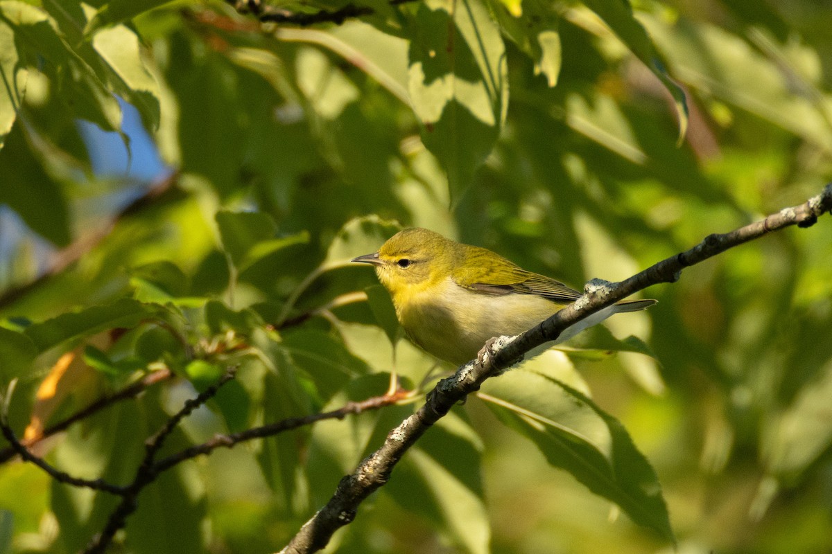 Tennessee Warbler - ML641460487
