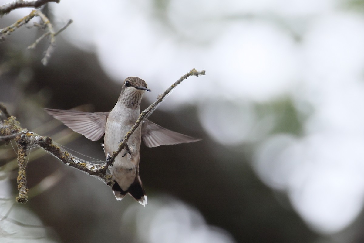 Black-chinned Hummingbird - ML641460520