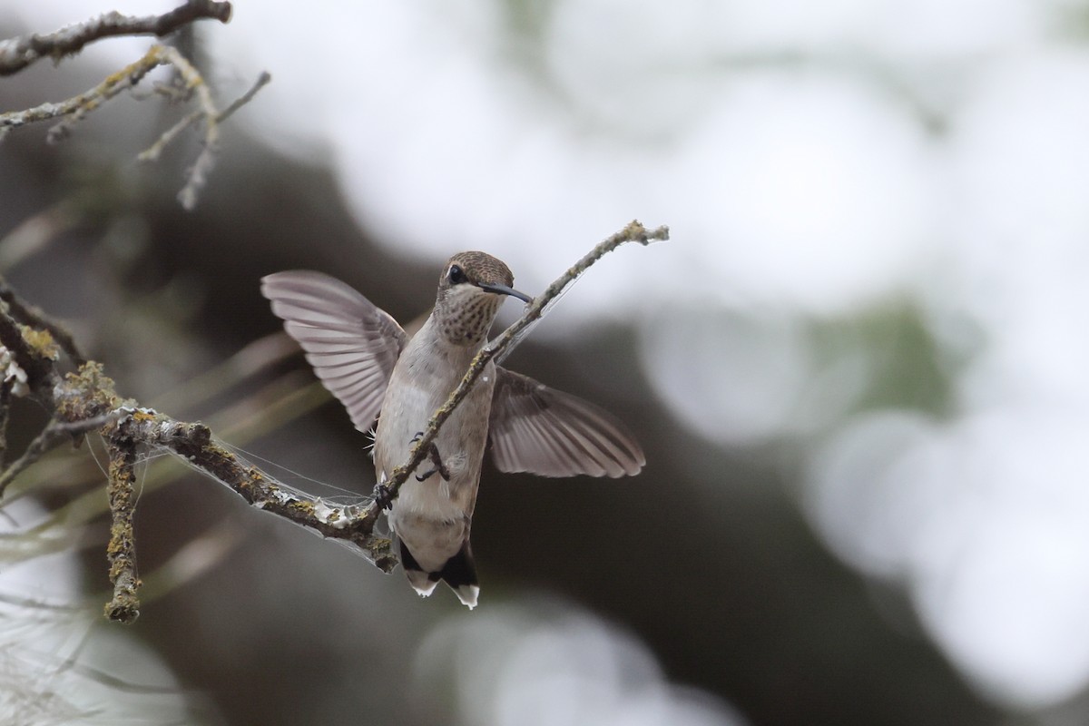 Black-chinned Hummingbird - ML641460522