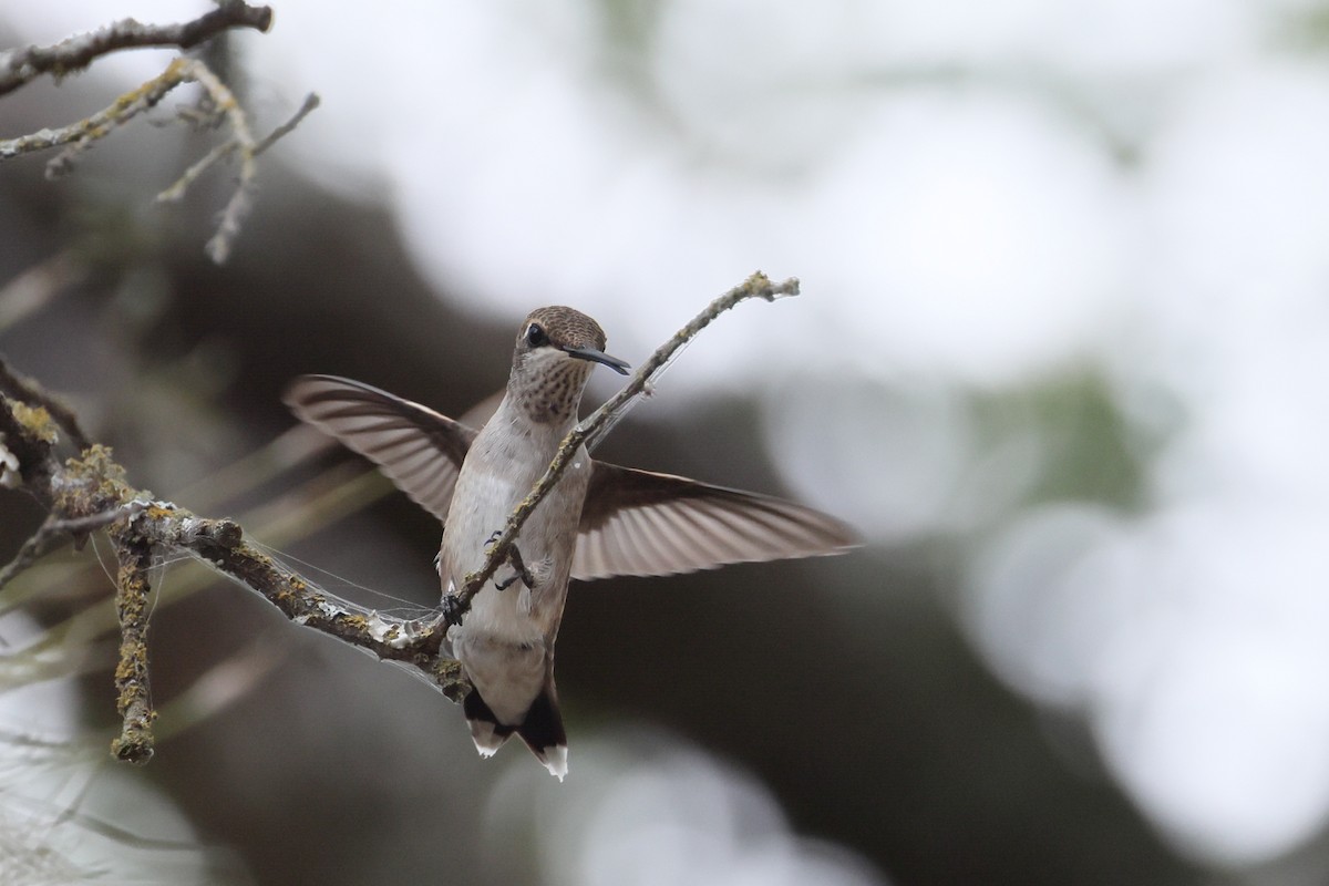 Black-chinned Hummingbird - ML641460532
