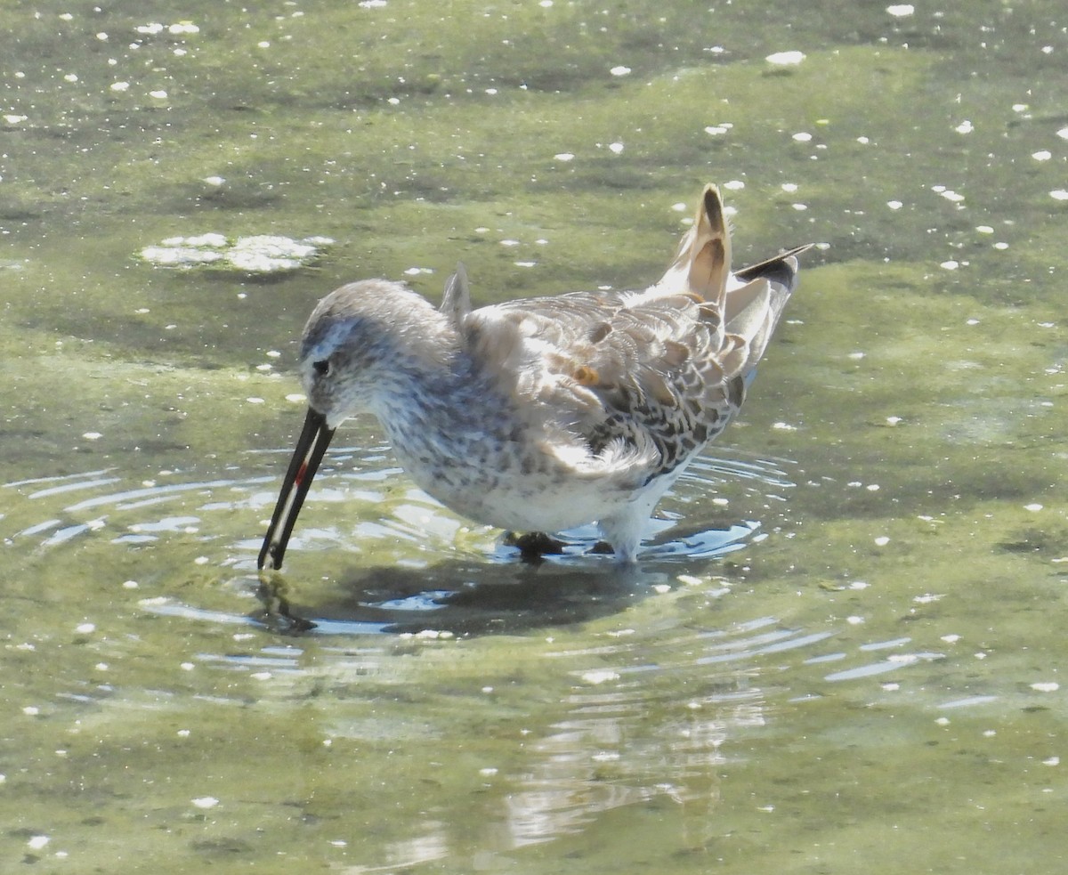 Stilt Sandpiper - ML641460580