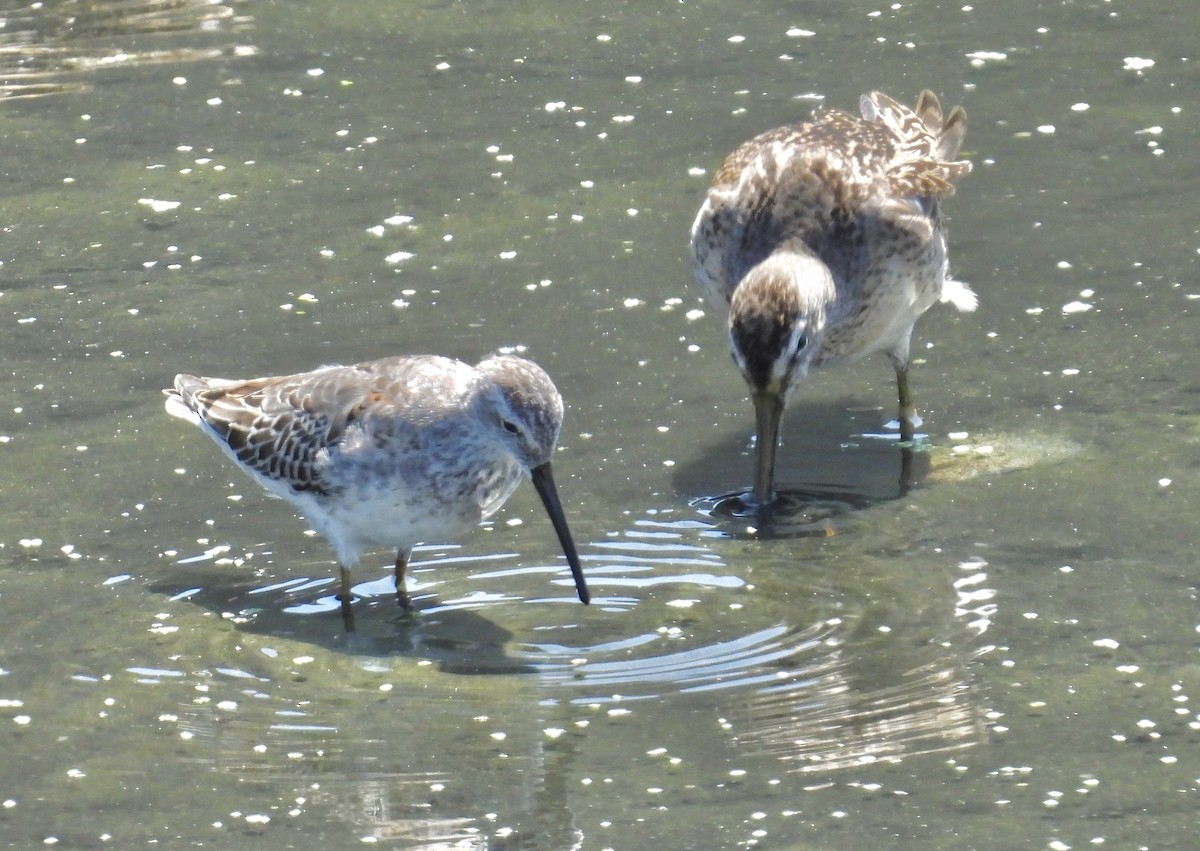 Stilt Sandpiper - ML641460581