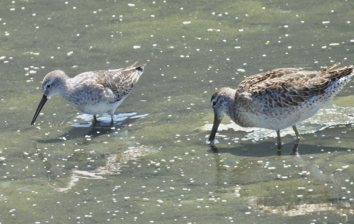 Stilt Sandpiper - ML641460582