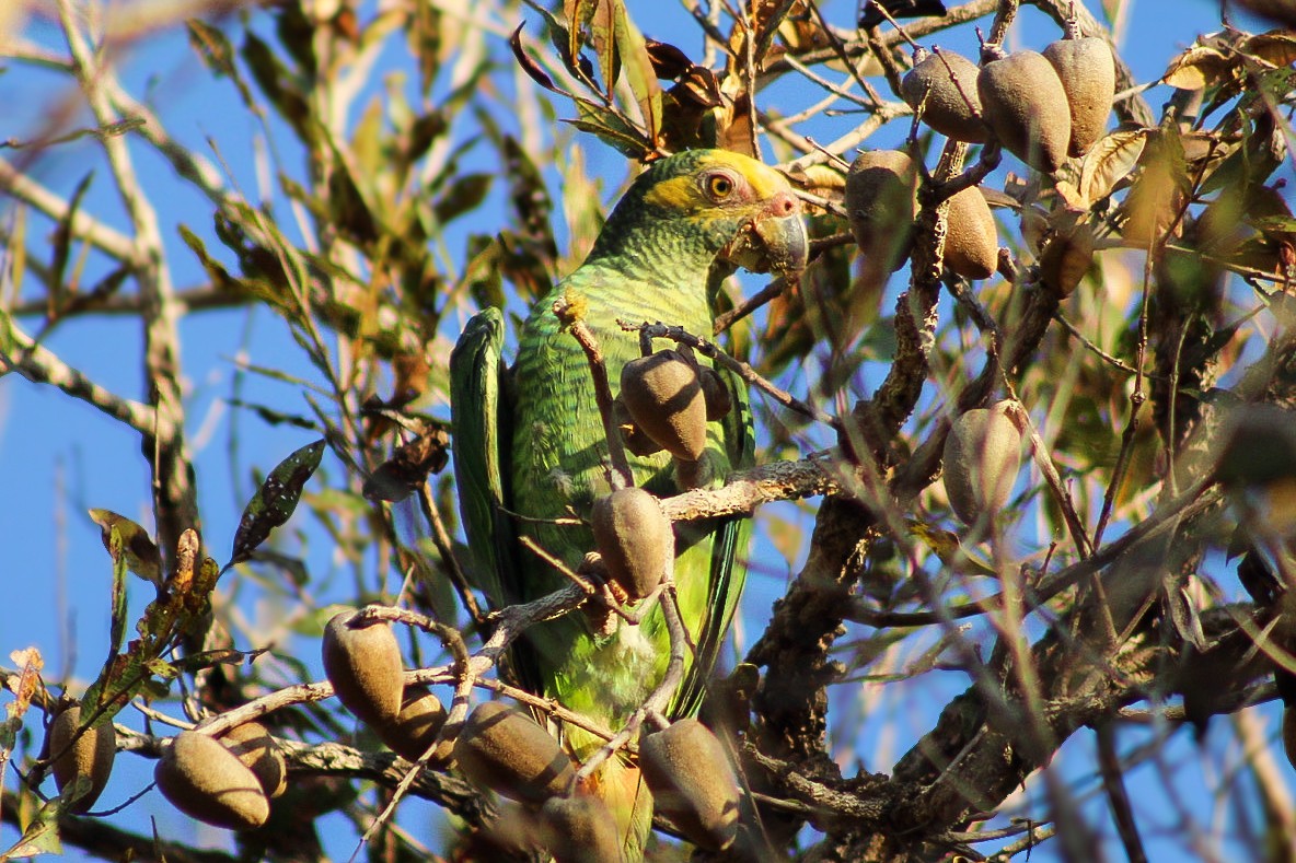 Yellow-faced Parrot - ML641460606
