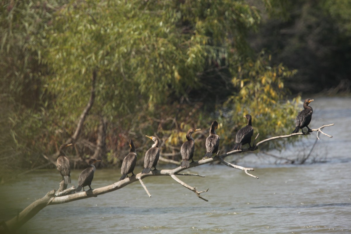 Double-crested Cormorant - ML641460630