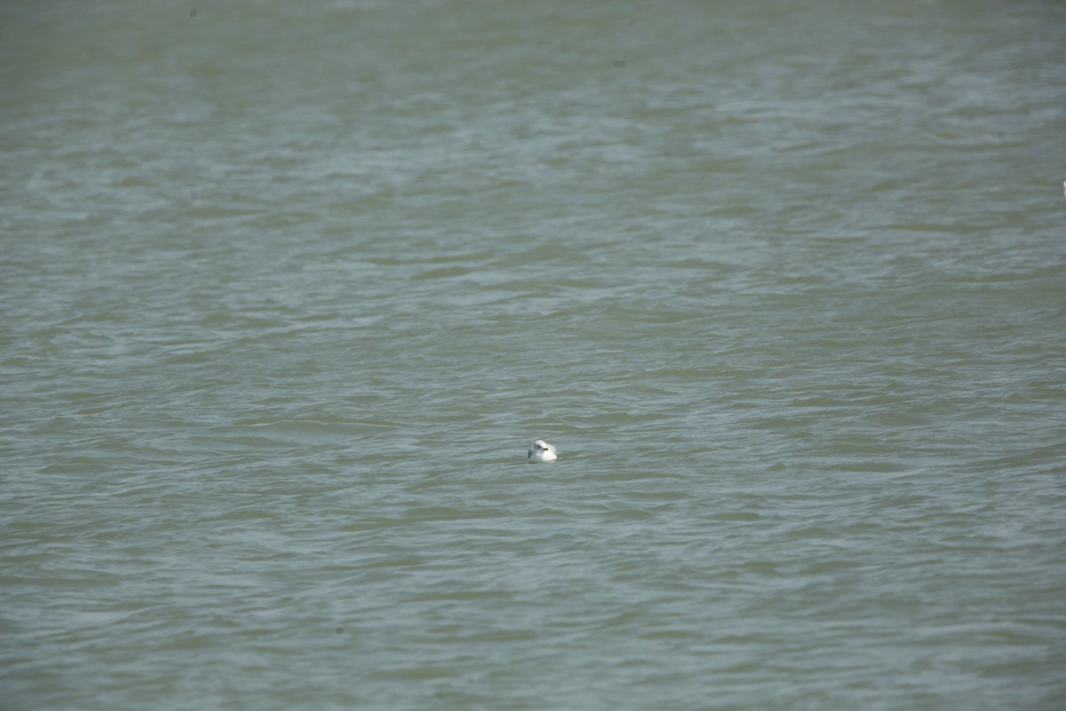 Ring-billed Gull - ML641460644