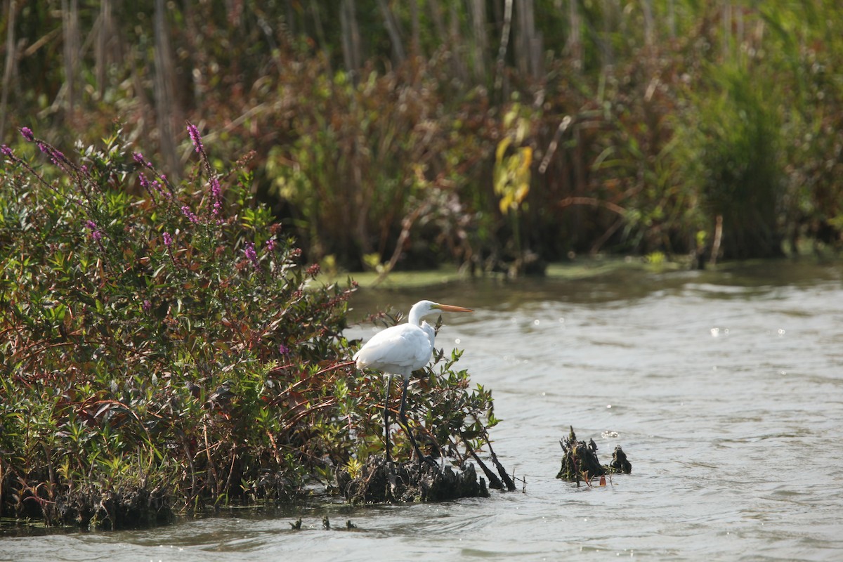 Great Egret - ML641460661
