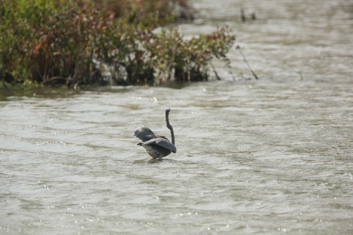 Great Blue Heron - ML641460683