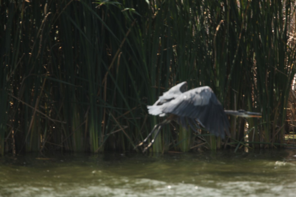 Great Blue Heron - ML641460684