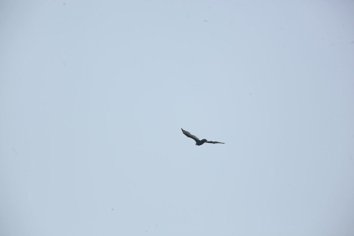 Turkey Vulture - ML641460693