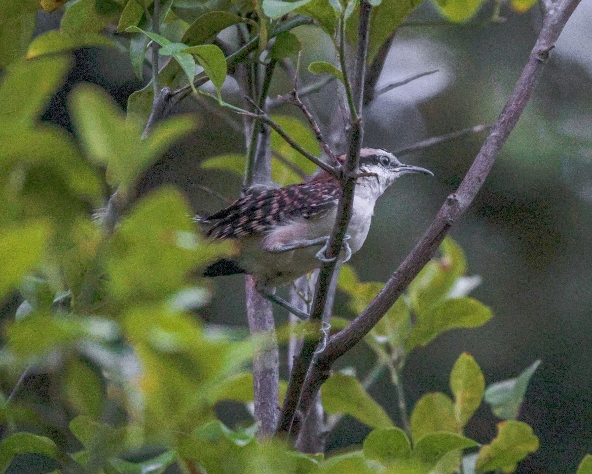 Rufous-backed Wren - ML641460694