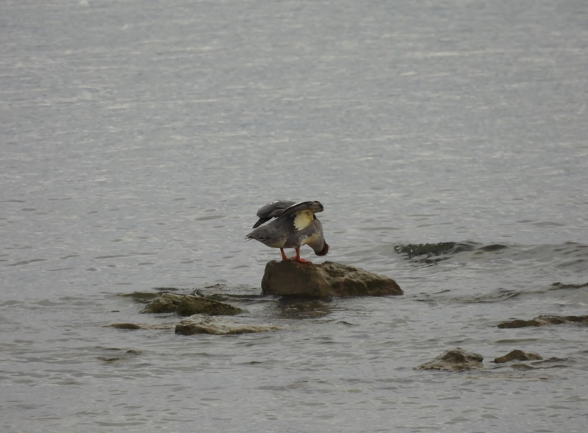 Common/Red-breasted Merganser - ML641460696