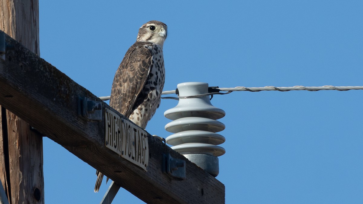 Prairie Falcon - ML641460715