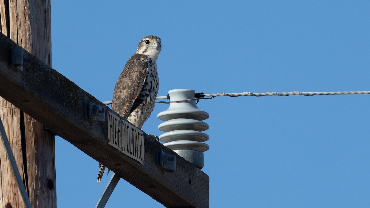 Prairie Falcon - ML641460716