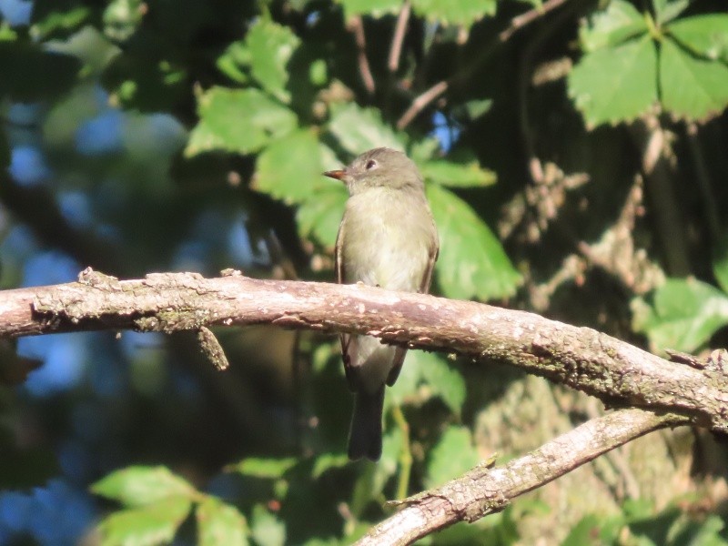 Eastern Wood-Pewee - ML641460778