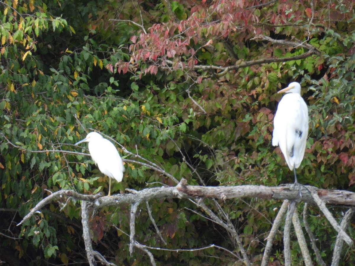Snowy Egret - ML641460805