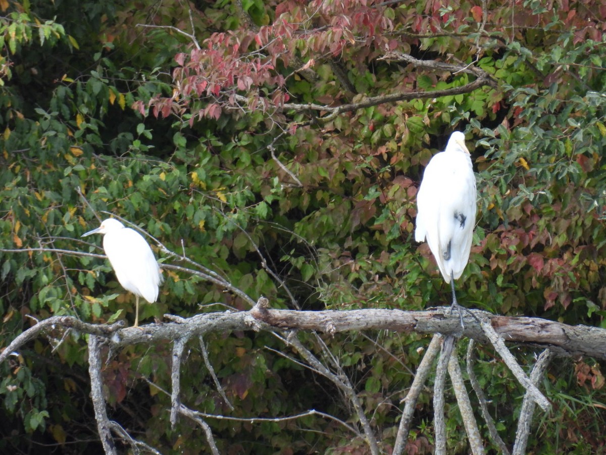 Snowy Egret - ML641460806