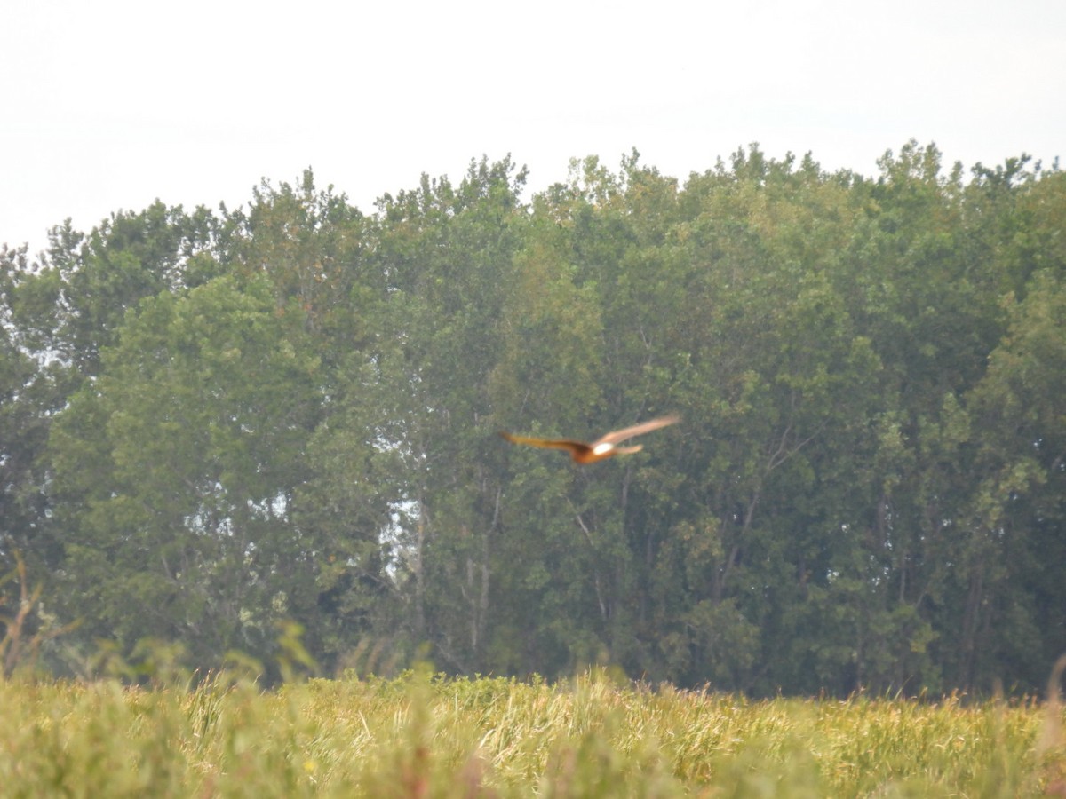 Northern Harrier - ML641460815